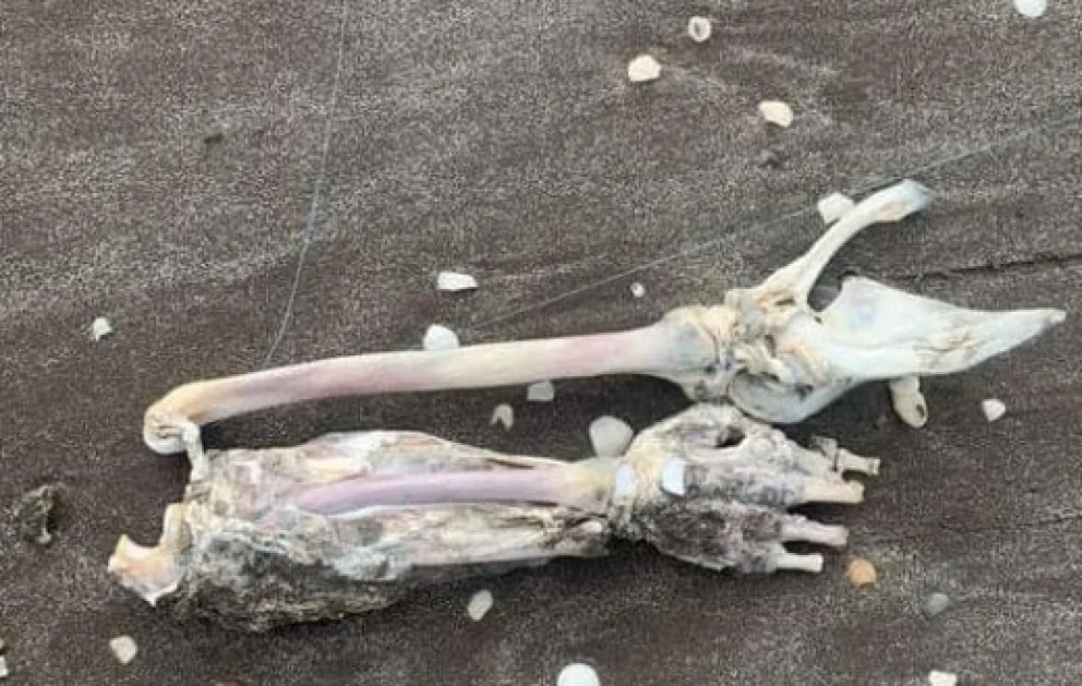 Un día de terror: pescadores encontraron restos humanos