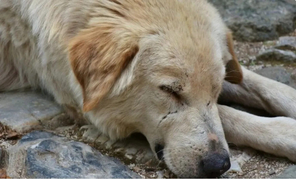 Una historia que conmueve: tres perros salvaron a un hombre de sufrir hipotermia 