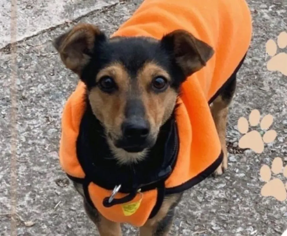 Cómo pasa sus días de cuarentena “Coco”, el perro que iba a ser deportado