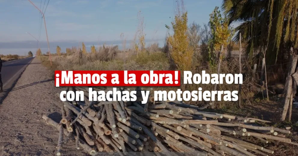 Tres hombres se pusieron a talar álamos para robarse la madera 