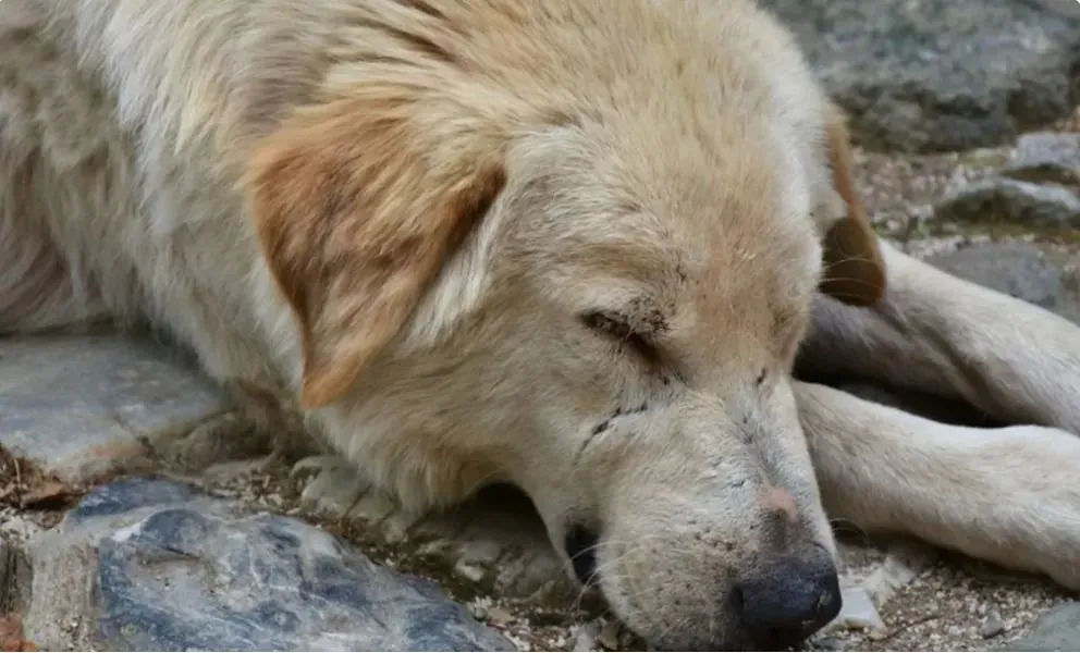 Tres perros salvaron a un hombre de sufrir hipotermia