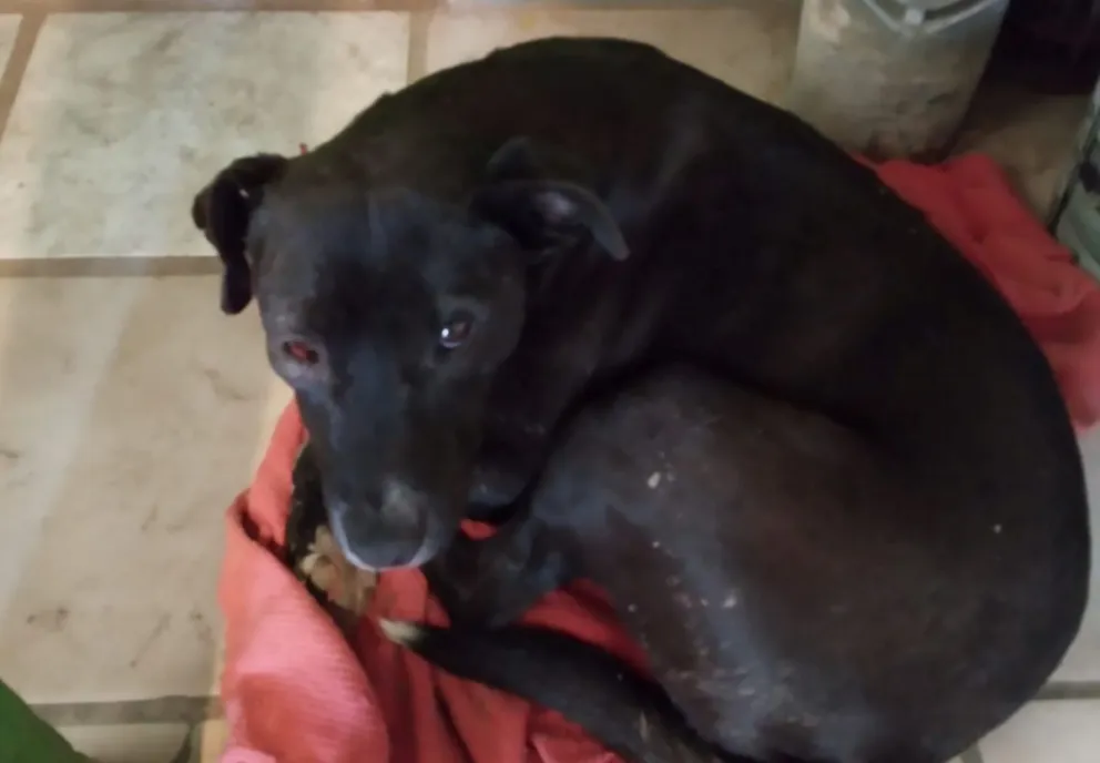 Tiraron veneno en el barrio El Progreso y una mujer salvó a sus perros a tiempo