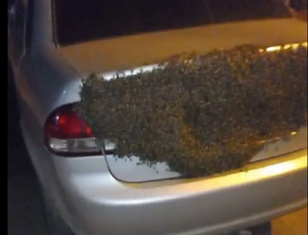 Viajaron cómodas y gratis: salteño “hizo de taxi” para un enjambre de abejas