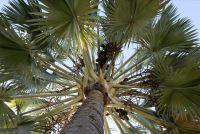 ¡Las palmeras no son árboles! 5 cosas que no sabías sobre estas plantas