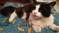 “Mi gato Santino murió envenenado y golpeado por un vecino”: el crudo relato de una mujer en Facebook