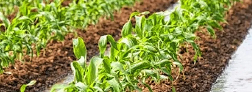 Convocan a productores de Sarmiento y  zonas aledañas a capacitación sobre riego