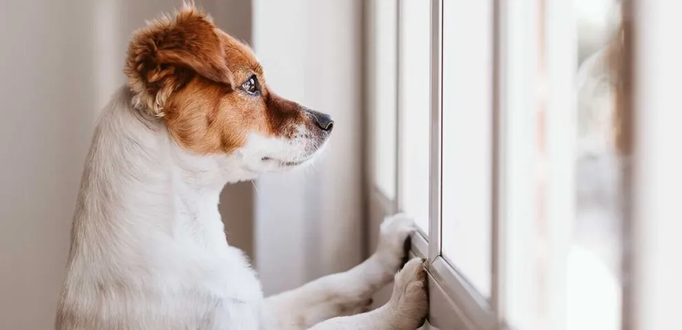 Viruela del mono: Europa recomienda confinar a las mascotas ante el avance del virus