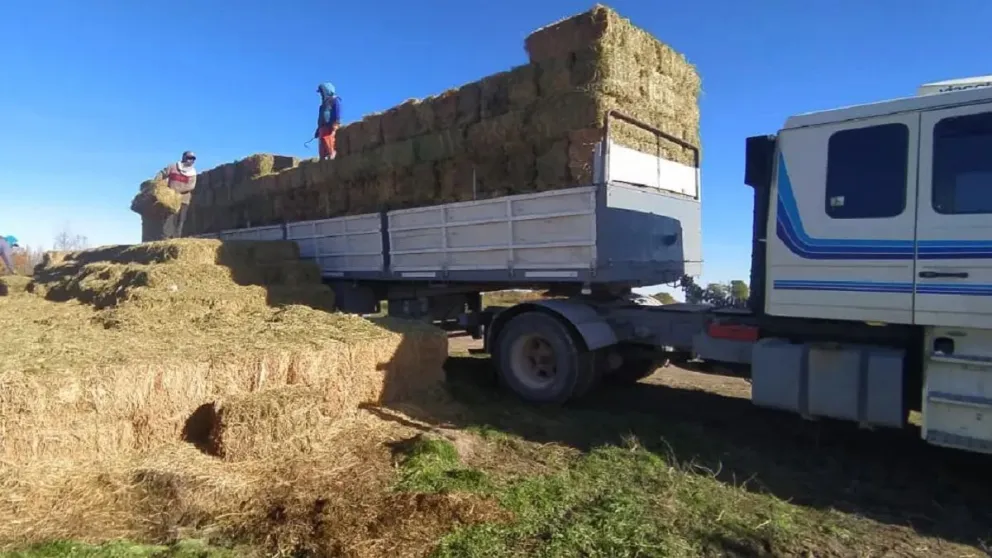 Iniciaron la entrega de fardos en la Región Sur