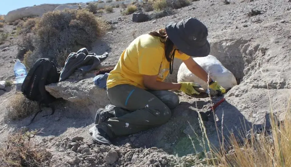Río Negro: encuentran fósiles de mamíferos extintos hace 38 millones de años