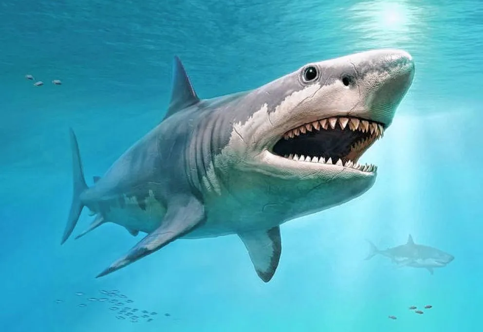 Insólito: más de 10 tiburones dieron positivo de cocaína en Río de Janeiro