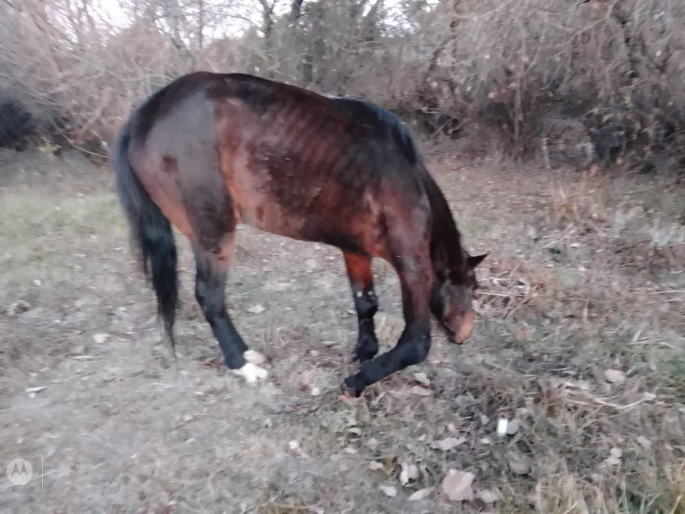 Vecinos piden ayuda para un caballo que se encuentra en mal estado y con una pata quebrada 