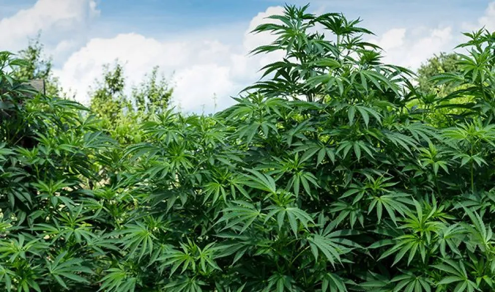 Una denuncia anónima delató a una mujer que tenía plantas de marihuana en su casa
