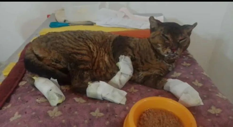 Piden colaboración para curar una gata que sufrió importantes quemaduras en un incendio