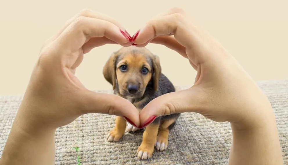 Proponen crear el registro de maltratadores de animales