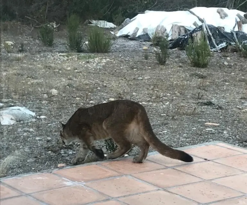 ¡Me pareció haber visto un lindo gatito!