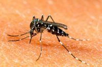 En Navolato trabajan para combatir al dengue
