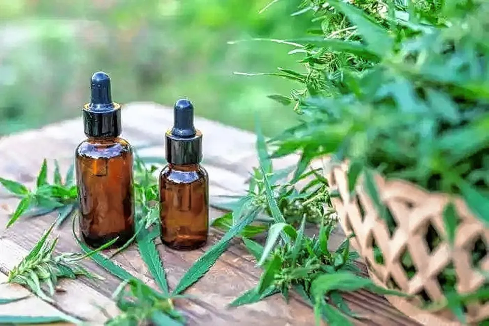 El Gobierno provincial impulsa la producción del Cannabis Medicinal y Terapéutico