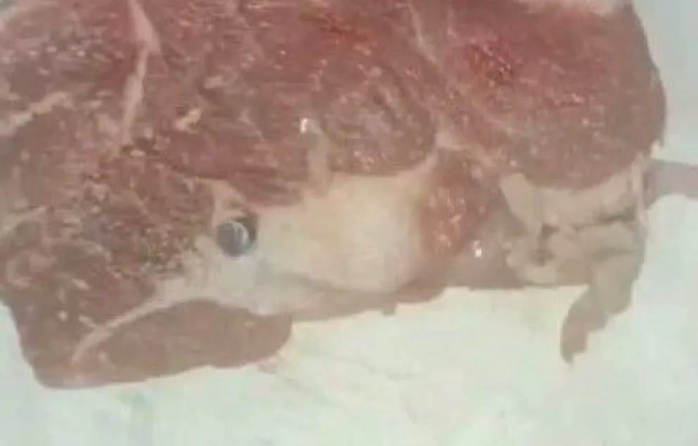 Insólito: compró carne en Patagones y el corte tenía una bala