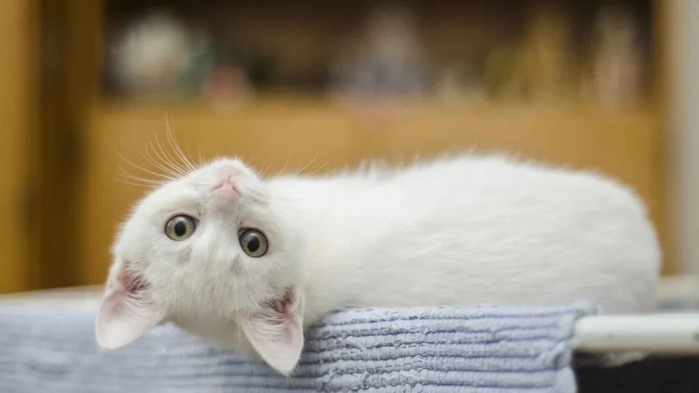Cómo reconocer los dolores que siente tu gato: aquí todo lo que deberás tener en cuenta 