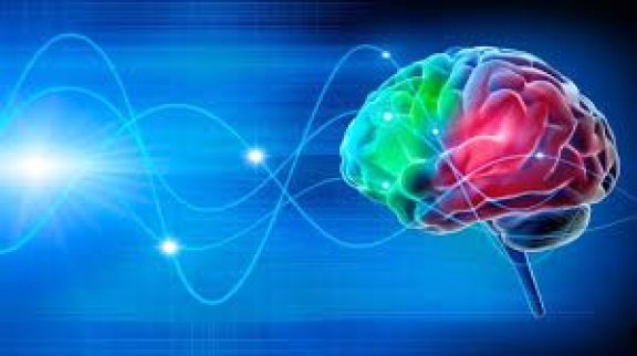 Cómo funciona el sistema inmunológico especial que protege al cerebro?