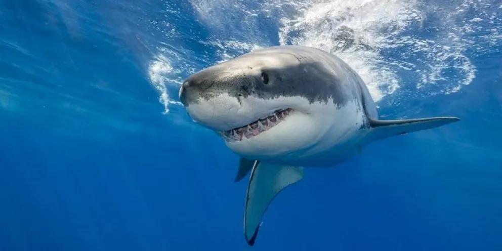 Inesperado: los tiburones podrían ayudar a tratar el coronavirus