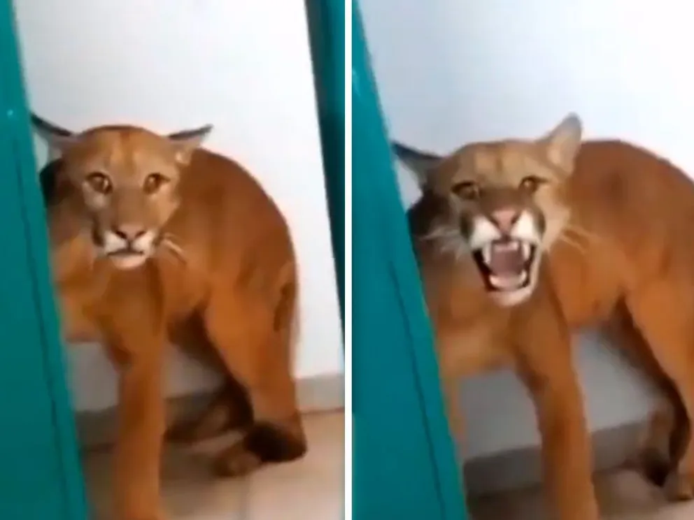 VIDEO: un nene encontró en el baño de su escuela un puma y asustó a todos