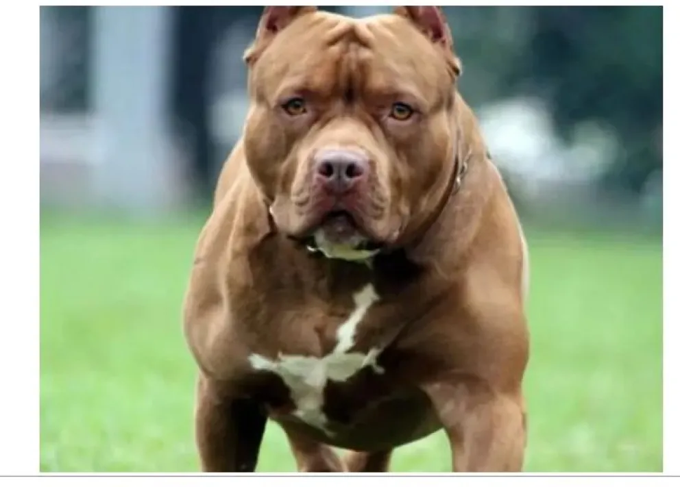 Tragedia: un nene de 2 años murió tras ser atacado por un pitbull de la propia familia 