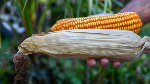 Presentan nueva variedad de maíz para chacras misioneras