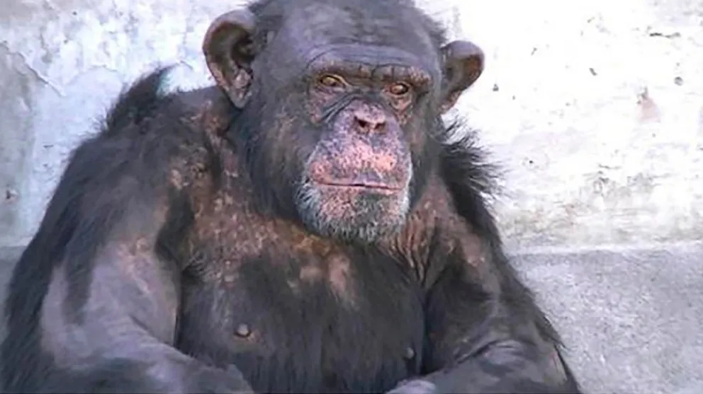 Piden el traslado de un chimpancé, de una localidad rionegrina a Brasil