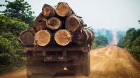 Tres años de indiferencia ante la tala ilegal en la frontera con Bolivia