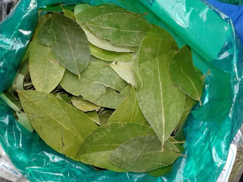Hojas de coca