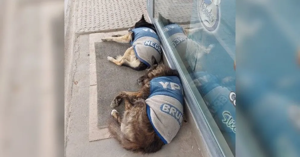 Perritos abrigados: el tierno gesto de una YPF de Choele Choel ante el frío polar