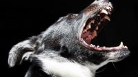 |Video| Crueldad animal: dejan afuera al perro pasando hambre y sus ladridos no dejan dormir