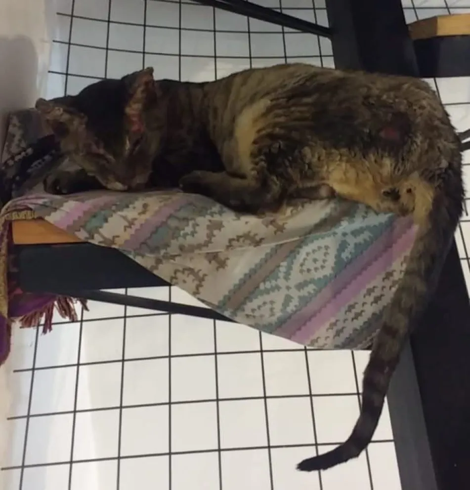 Campaña solidaria para colaborar con la recuperación de la gatita rescatada en un incendio