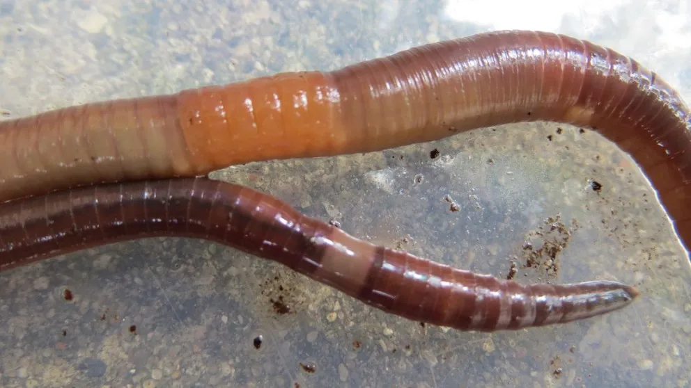 Lo que faltaba: hay alerta mundial por gusanos que empezaron a devorarse la tierra y a clonarse