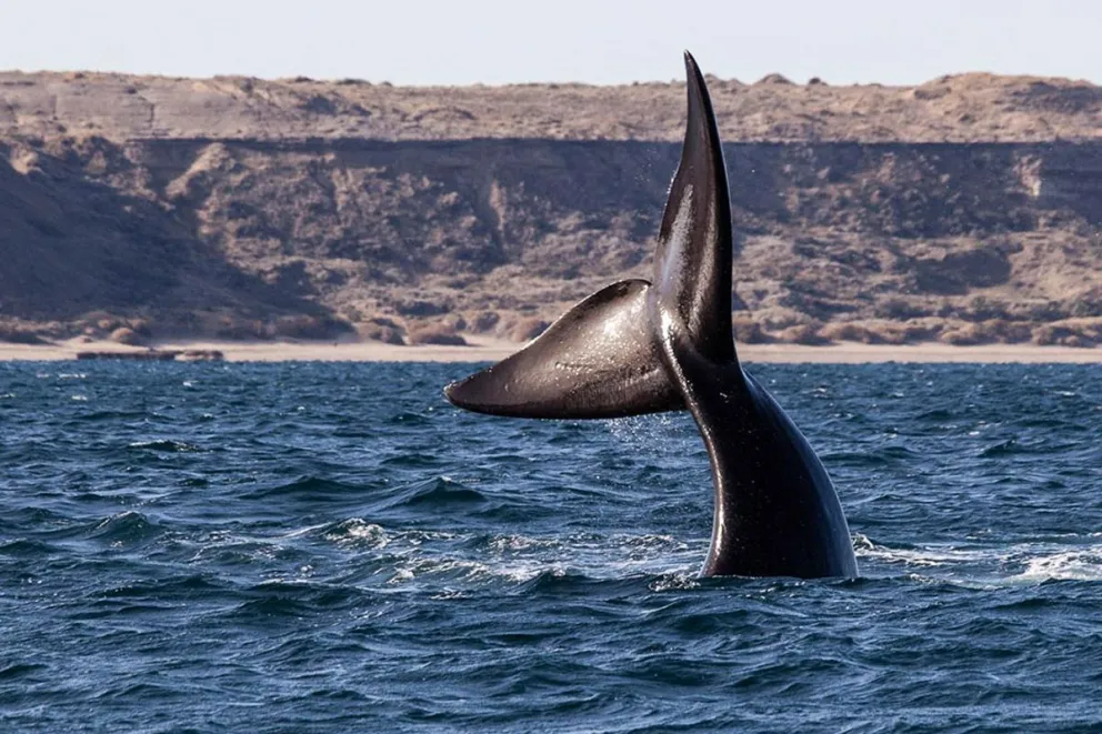 La próxima semana se inaugurará la temporada de ballenas en Chubut 