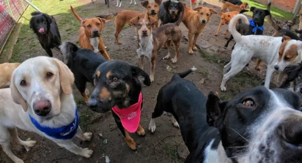 Se lanzó la primer página web para adoptar perros en el país