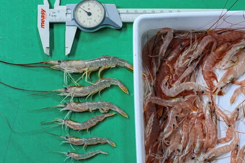 Puerto Deseado: Invitan a charla abierta sobre el langostino en el Golfo San Jorge con especialistas del INIDEP