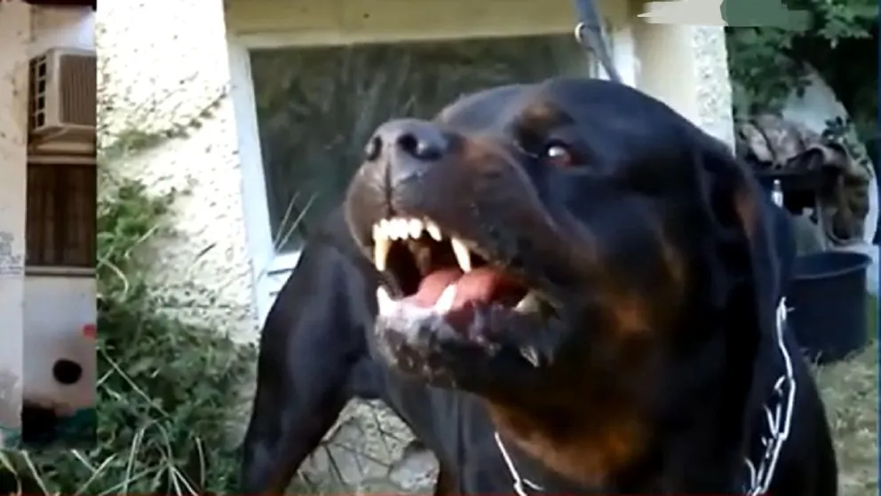 ataque de perro salta