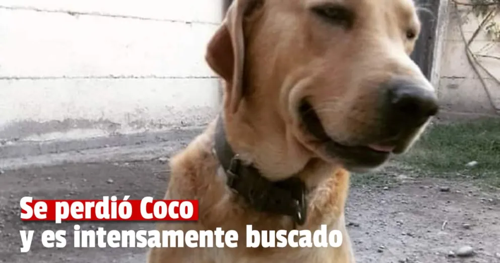 Se perdió Coco, un labrador que es intensamente buscado 