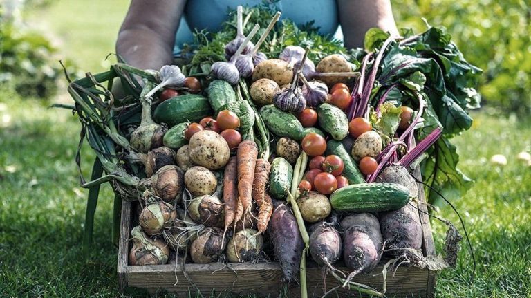 Venta de verduras agroecológicas: una propuesta del INTA Roca