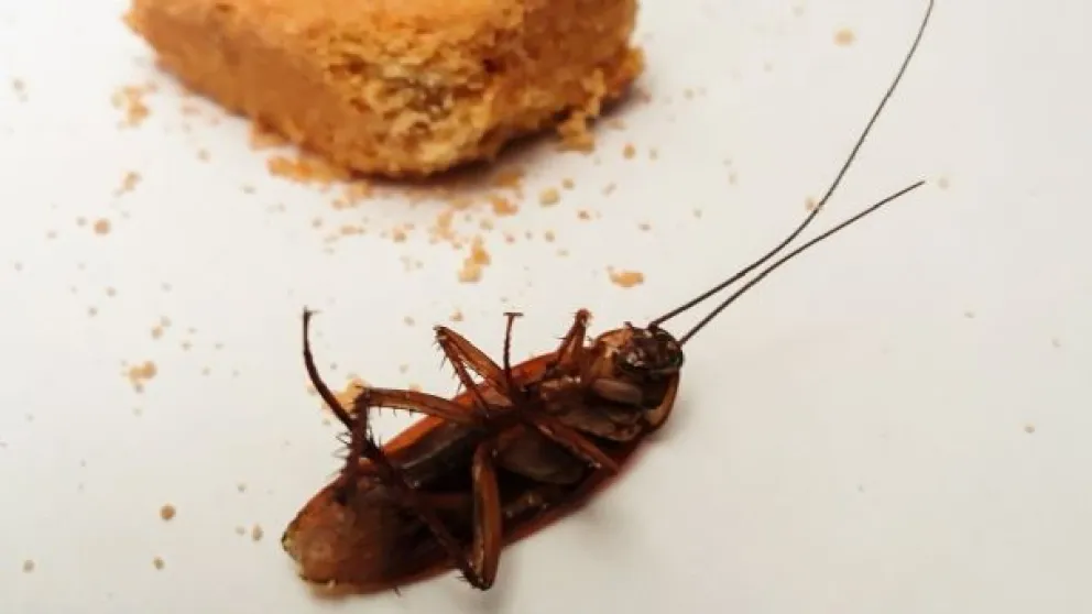 De terror: seis niños creyeron que comían caramelos y era veneno para cucarachas