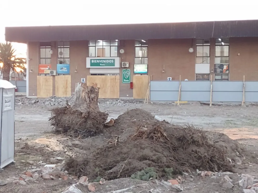 Preocupación de ambientalistas por la extracción de árboles en la terminal de ómnibus