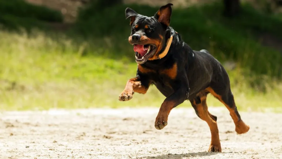Salta: una beba fue atacada por un rottweiler y está en terapia intensiva 