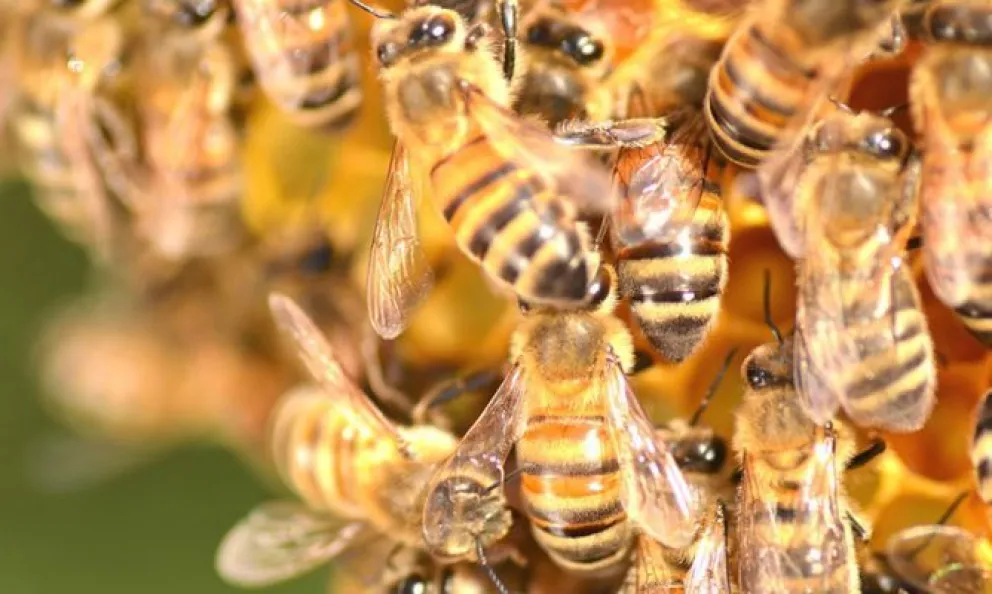 Brindarán dos charlas sobre “Las abejas y la vida”