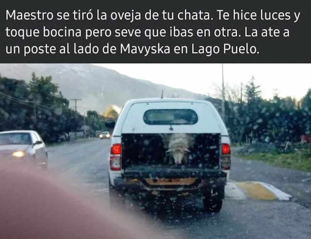 Se le cayó la oveja de la camioneta y no se dio cuenta