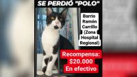 Se perdió 'Polo' en el barrio Ramón Carrillo y ofrecen $20.000 de recompensa por él