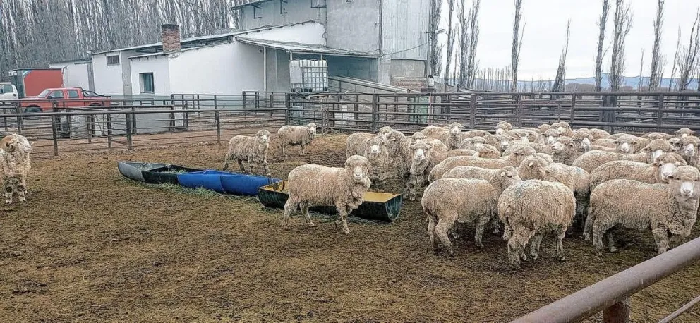 No se habilita aún el matadero de Sarmiento