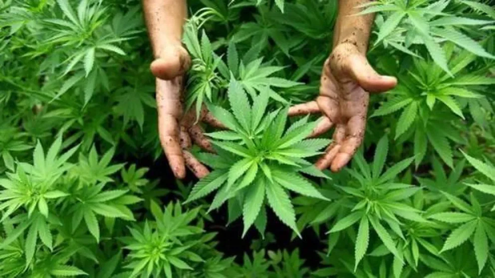 Por qué el gobierno de Tailandia repartirá alrededor de 1.000.000 de plantas de cannabis