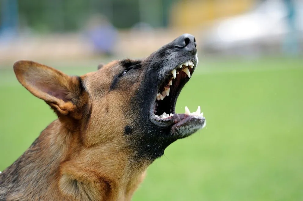 ataque de perro